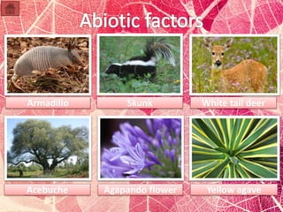 Armadillo Skunk White tail deer 
Acebuche Agapando flower Yellow agave 
 
