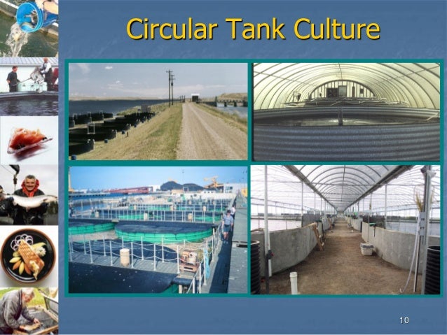 Opportunities in Urban Agriculture