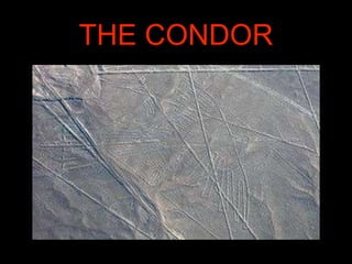 THE CONDOR
 