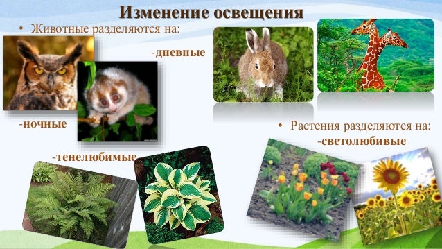 Хлорелла среда обитания наземно воздушная. Хлорелла среда обитания наземно воздушная