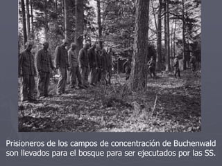 Prisioneros de los campos de concentración de Buchenwald
son llevados para el bosque para ser ejecutados por las SS.
 