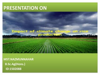 Impact Of Climate Change On Rice Production
