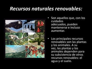 Recursos naturales renovables:Son aquellos que, con los cuidados adecuados, pueden mantenerse e incluso aumentar.Los principales recursos renovables son las plantas y los animales. A su vez, las plantas y los animales dependen para su subsistencia de otros recursos renovables: el agua y el suelo.