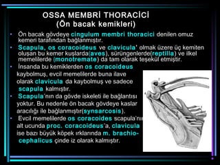 OSSA MEMBRİ THORACİCİ
               (Ön bacak kemikleri)
•    Ön bacak gövdeye cingulum membri thoracici denilen omuz
     kemeri tarafından bağlanmıştır.
•    Scapula, os coracoideus ve clavicula’ olmak üzere üç kemiten
     oluşan bu kemer kuşlarda(aves), sürüngenlerde(reptilla) ve ilkel
     memelilerde (monotremate) da tam olarak teşekül etmiştir.
•    İnsanda bu kemiklerden os coracoideus
    kaybolmuş, evcil memelilerde buna ilave
    olarak clavicula da kaybolmuş ve sadece
     scapula kalmıştır.
•    Scapula’nın da gövde iskeleti ile bağlantısı
    yoktur. Bu nedenle ön bacak gövdeye kaslar
    aracılığı ile bağlanmıştır(synsarcosis).
•    Evcil memelilerde os coracoides scapula’nın
    alt ucunda proc. coracoideus ’a, clavicula
    ise bazı büyük köpek ırklarında m. brachio-
     cephalicus çinde iz olarak kalmıştır.
 
