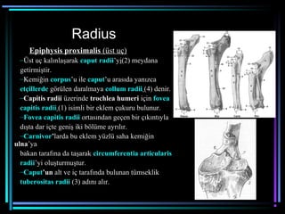 öN bacak kemikleri | PPT
