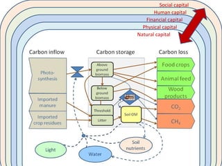 Improving agricultural water productivity through integrated termite management