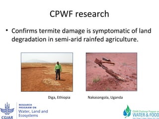 Improving agricultural water productivity through integrated termite management