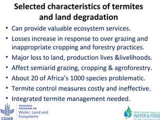 Improving agricultural water productivity through integrated termite management