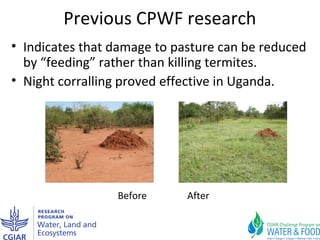Improving agricultural water productivity through integrated termite management