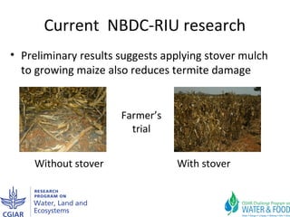 Improving agricultural water productivity through integrated termite management