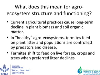 Improving agricultural water productivity through integrated termite management