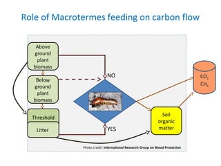 Improving agricultural water productivity through integrated termite management