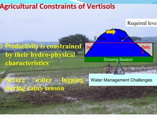 Land use and water management in rainfed agriculture for enhanced systems productivity: The case of Vertisol areas in the Blue Nile Basin