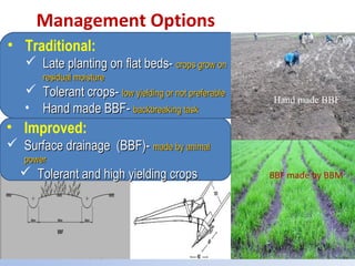 Land use and water management in rainfed agriculture for enhanced systems productivity: The case of Vertisol areas in the Blue Nile Basin