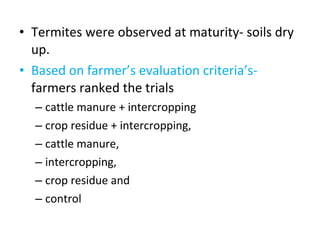 Integrated termite management in degraded crop land in Diga District, Ethiopia