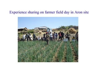 Experience sharing on farmer field day in Aron site
 
