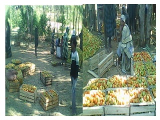 The impacts of brokerage institutions in the marketing of horticultural crops in Fogera District