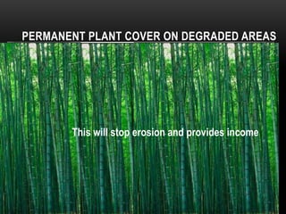 PERMANENT PLANT COVER ON DEGRADED AREAS
This will stop erosion and provides income
 