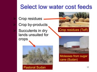 Options for increasing livestock water productivity in the Nile basin