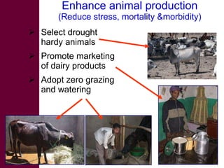 Options for increasing livestock water productivity in the Nile basin