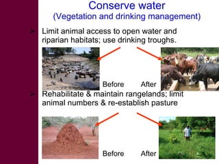 Options for increasing livestock water productivity in the Nile basin