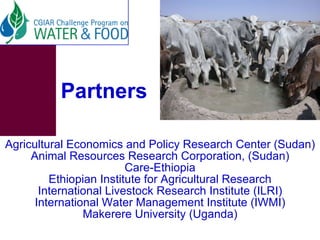 Options for increasing livestock water productivity in the Nile basin