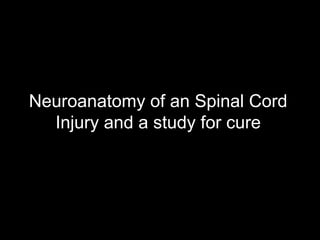 Neuroanatomy of an Spinal Cord
Injury and a study for cure
 