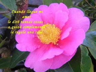Cuando llegue mi
         amor
le diré tantas cosas ,
o quizá simplemente
  le regale una rosa.
 