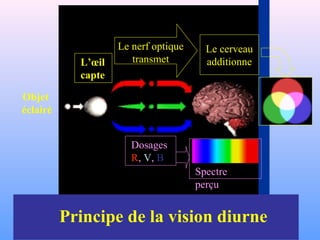 Objet
éclairé
Principe de la vision diurne
Le nerf optique
transmetL’œil
capte
Le cerveau
additionne
Dosages
R, V, B
Spectre
perçu
 