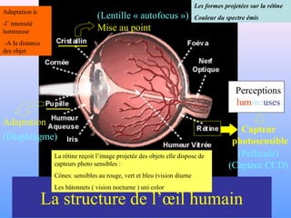 La structure de l’œil humain
Adaptation
Perceptions
lumineuses
Mise au point
Capteur
photosensible(Diaphragme)
(Lentille « autofocus »)
(Pellicule)
(Capteur CCD)
Adaptation à:
-l’ intensité
lumineuse
-A la distance
des objet
Les formes projetées sur la rétine
Couleur du spectre émis
La rétine reçoit l’image projetée des objets elle dispose de
capteurs photo sensibles :
Cônes: sensibles au rouge, vert et bleu (vision diurne
Les bâtonnets ( vision nocturne ) uni color
 