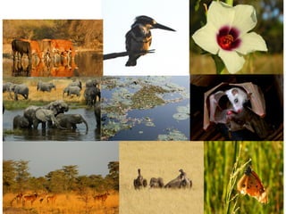 NBSAP Review status
• Engaged Ecosurv Environmental
Consultants
• National Consultative workshop
• Inception Report develo...