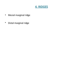 Pre molars dental anatomy ppt bds 1st year | PPTX