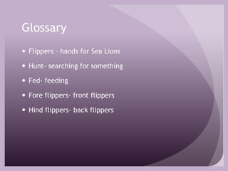 GlossaryFlippers – hands for Sea LionsHunt- searching for somethingFed- feedingFore flippers- front flippersHind flippers- back flippers