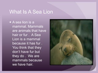 What Is A Sea LionA sea lion is a mammal. Mammals are animals that have hair or fur .  A Sea Lion is a mammal because it has fur .  You think that they don’t have fur but they do .  We are mammals because we have hair.