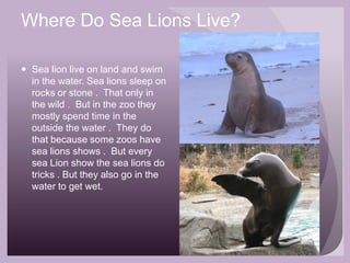 Where Do Sea Lions Live?Sea lion live on land and swim in the water. Sea lions sleep on rocks or stone .  That only in the wild .  But in the zoo they mostly spend time in the outside the water .  They do that because some zoos have sea lions shows .  But every sea Lion show the sea lions do tricks . But they also go in the water to get wet.