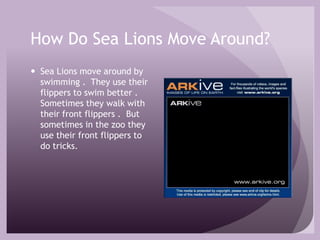 How Do Sea Lions Move Around?Sea Lions move around by swimming .  They use their flippers to swim better .  Sometimes they walk with their front flippers .  But sometimes in the zoo they use their front flippers to do tricks.  