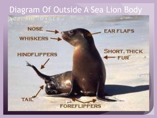 Diagram Of Outside A Sea Lion Body