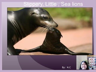 Slippery, Little , Sea lions,[object Object],By:  N.C,[object Object]