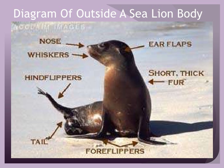Sea Lions