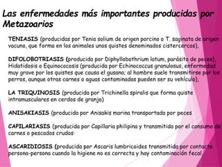 TENIASIS (producidas por Tenia solium de origen porcino o T. saginata de origen
vacuno, que forma en los animales unos quistes denominados cistercercos),
DIFOLOBOTRIASIS (producida por Diphyllobothrium latum, parásito de peces),
Hidatidosis o Equinococosis (producida por Echinococcus granulosus, enfermedad
muy grave por los quistes que causa el gusano; al hombre suele transmitirse por los
perros, aunque otras carnes o aguas contaminadas pueden ser su vehículo),
LA TRIQUINOSIS (producida por Trichinella spiralis que forma quiste
intramusculares en cerdos de granja)
ANISAKIASIS (producida por Anisakis marina transportada por peces
CAPILARIASIS (producida por Capillaria philipina y transmitida por el consumo de
carnes o pescados crudos·
ASCARIDIOSIS (producida por Ascaris lumbricoides transmitida por contacto
persona-persona cuando la higiene no es correcta y hay contaminación fecal.
Las enfermedades más importantes producidas por
Metazoarios
 