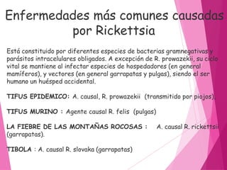 Está constituido por diferentes especies de bacterias gramnegativas y
parásitos intracelulares obligados. A excepción de R. prowazekii, su ciclo
vital se mantiene al infectar especies de hospedadores (en general
mamíferos), y vectores (en general garrapatas y pulgas), siendo el ser
humano un huésped accidental.
TIFUS EPIDEMICO: A. causal, R. prowazekii (transmitido por piojos),
TIFUS MURINO : Agente causal R. felis (pulgas)
A. causal R. rickettsii
LA FIEBRE DE LAS MONTAÑAS ROCOSAS :
(garrapatas).
TIBOLA : A. causal R. slovaka (garrapatas)
Enfermedades más comunes causadas
por Rickettsia
 