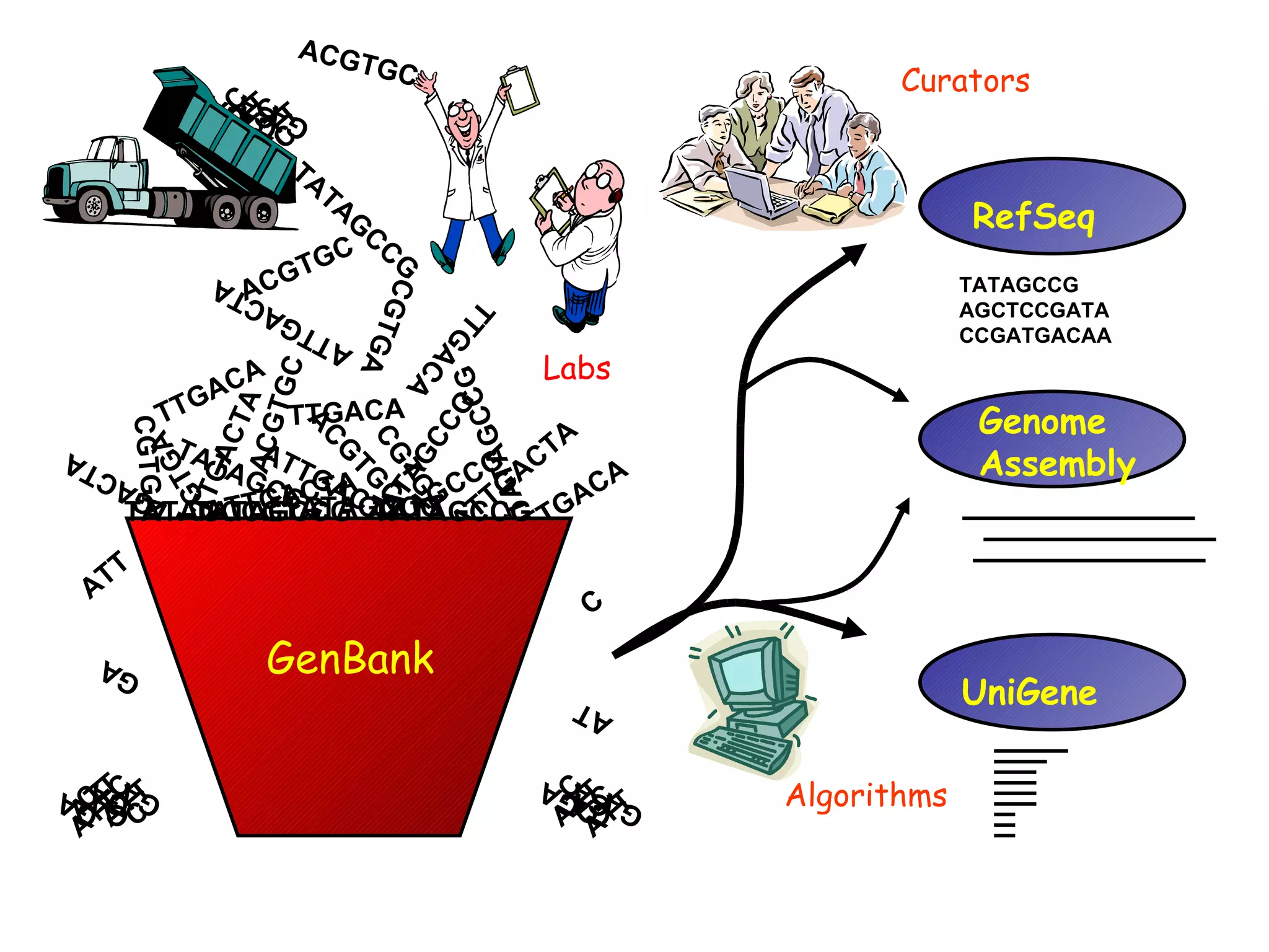 ATTGACTA ACGTGC TTGACA CGTGA ATTGACTA TATAGCCG ACGTGC ACGTGC ACGTGC TTGACA TTGACA TTGACA CGTGA CGTGA CGTGA ATTGACTA ATTGACTA ATTGACTA ATTGACTA TATAGCCG TATAGCCG TATAGCCG TATAGCCG GenBank TATAGCCG TATAGCCG TATAGCCG TATAGCCG AT GA C ATT GA GA ATT ATT C C GA GA ATT C C GA GA ATT C GA GA ATT C GA GA ATT C C GA GA ATT C C UniGene RefSeq Genome Assembly Labs Curators Algorithms TATAGCCG AGCTCCGATA CCGATGACAA 