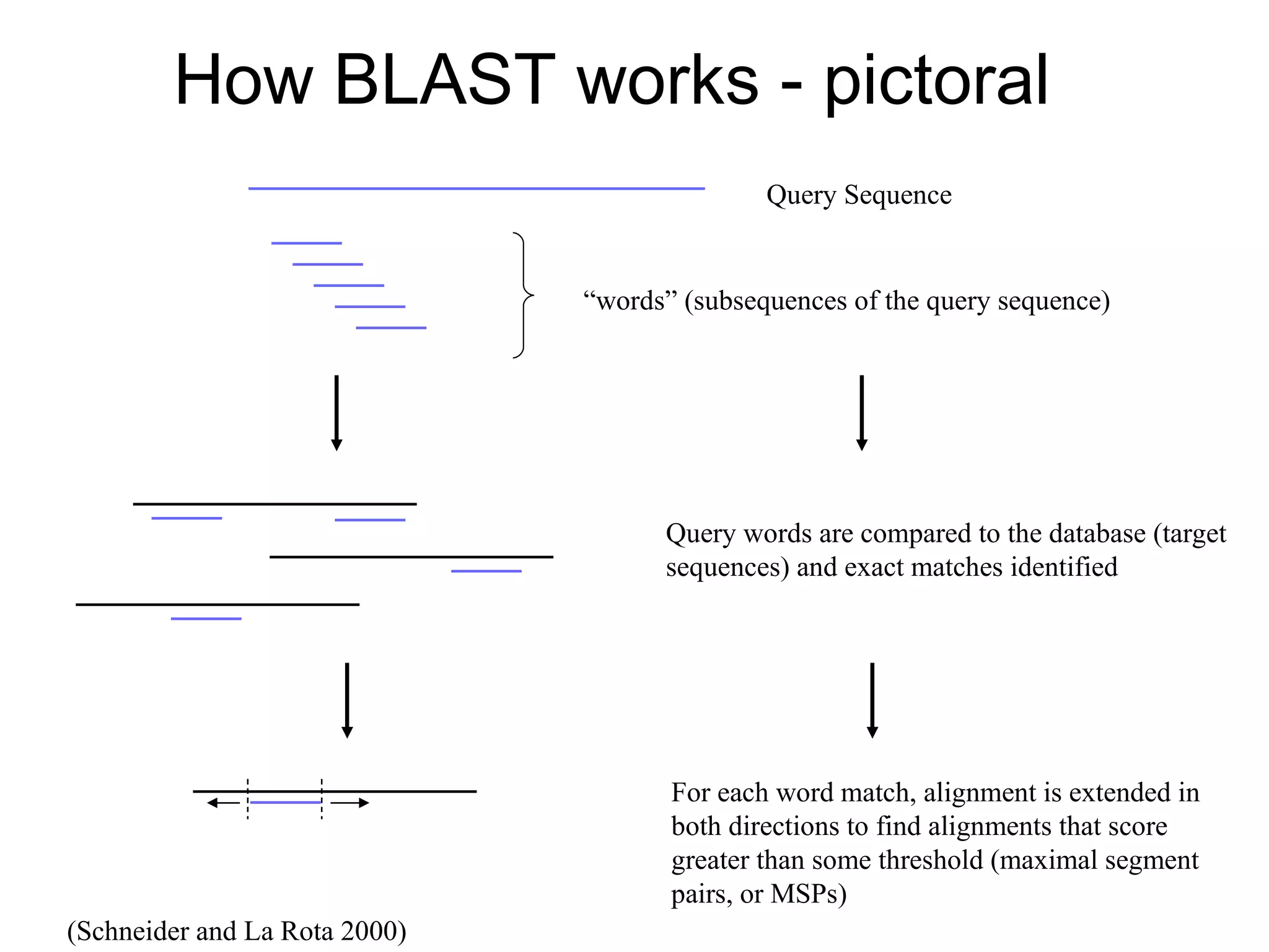 How BLAST works - pictoral Query Sequence “ words” (subsequences of the query sequence) Query words are compared to the database (target sequences) and exact matches identified For each word match, alignment is extended in both directions to find alignments that score greater than some threshold (maximal segment pairs, or MSPs) (Schneider and La Rota 2000) 