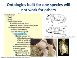 Ontologies built for one species will
not work for others
http://fme.biostr.washington.edu:8080/FME/index.html
http://ccm.ucdavis.edu/bcancercd/22/mouse_figure.html
 