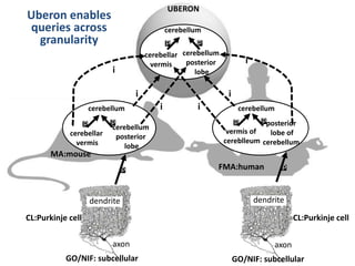 UBERON
cerebellum
cerebellar
vermis
pp
cerebellum
cerebellar
vermis
cerebellum
vermis of
cereblleum
posterior
lobe of
cerebellum
pp
MA:mouse
FMA:human
GO/NIF: subcellular GO/NIF: subcellular
axon
CL:Purkinje cell
p
i i
CL:Purkinje cell
axon
i
i
i
i
dendrite dendrite
cerebellum
posterior
lobe
cerebellum
posterior
lobe
p
pp
Uberon enables
queries across
granularity
 