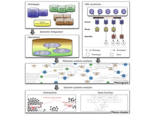 Phenotypic
qualities
Cells
Phenotypic
abnormalities
(Human Mouse
Zebraﬁsh)
Molecular
function
Biological
process
Cellular
component
Anatomy
(Human Mouse Zebraﬁsh)
Molecules
Chemicals Proteins
ZEBRAFISH-Term
"abnormally disrupted
pigmentation"MOUSE-Term
"abnormal ear
pigmentation"
HUMAN-Term
Abnormality of
pigmentation
Uberpheno
Ontologies
Semantic Integration
HP1 HP2 HP3 HP4 HP5
Human
Mouse
Zebrafish
ZP MP ZP
Phenome systems analysis
Phenogram
Genome systems analysis
T P73
tumor protein p73
GN B1
guanine nucleotide
binding protein
Cerebral cortical atrophy
GN B2L1
guanine nucleotide
binding protein (G protein),
Interactome
Orthology Annotation
CNV syndrome
Gene function
       
                
         
                
                
         
                  
             
         
                   
             
         
              
               
         
                     
               
         
         
             
         
                
             
         
            
                
         
              
               
Pheno-cluster
MP
Phenotype Gene
 