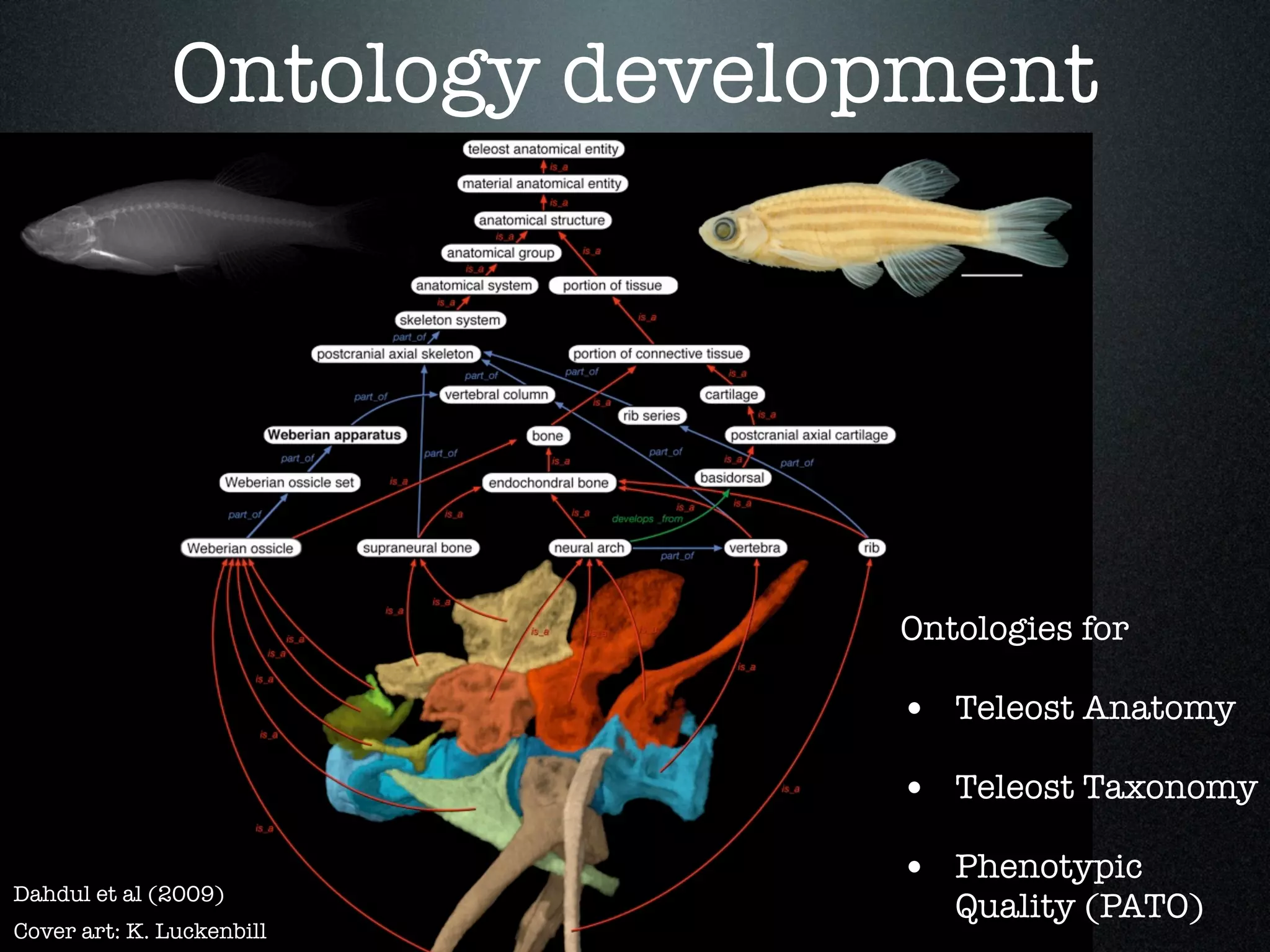 Ontology development




                             Ontologies for

                             • Teleost Anatomy
                             • Teleost Taxonomy

Dahdul et al (2009)
                             • Phenotypic
                                Quality (PATO)
Cover art: K. Luckenbill
 