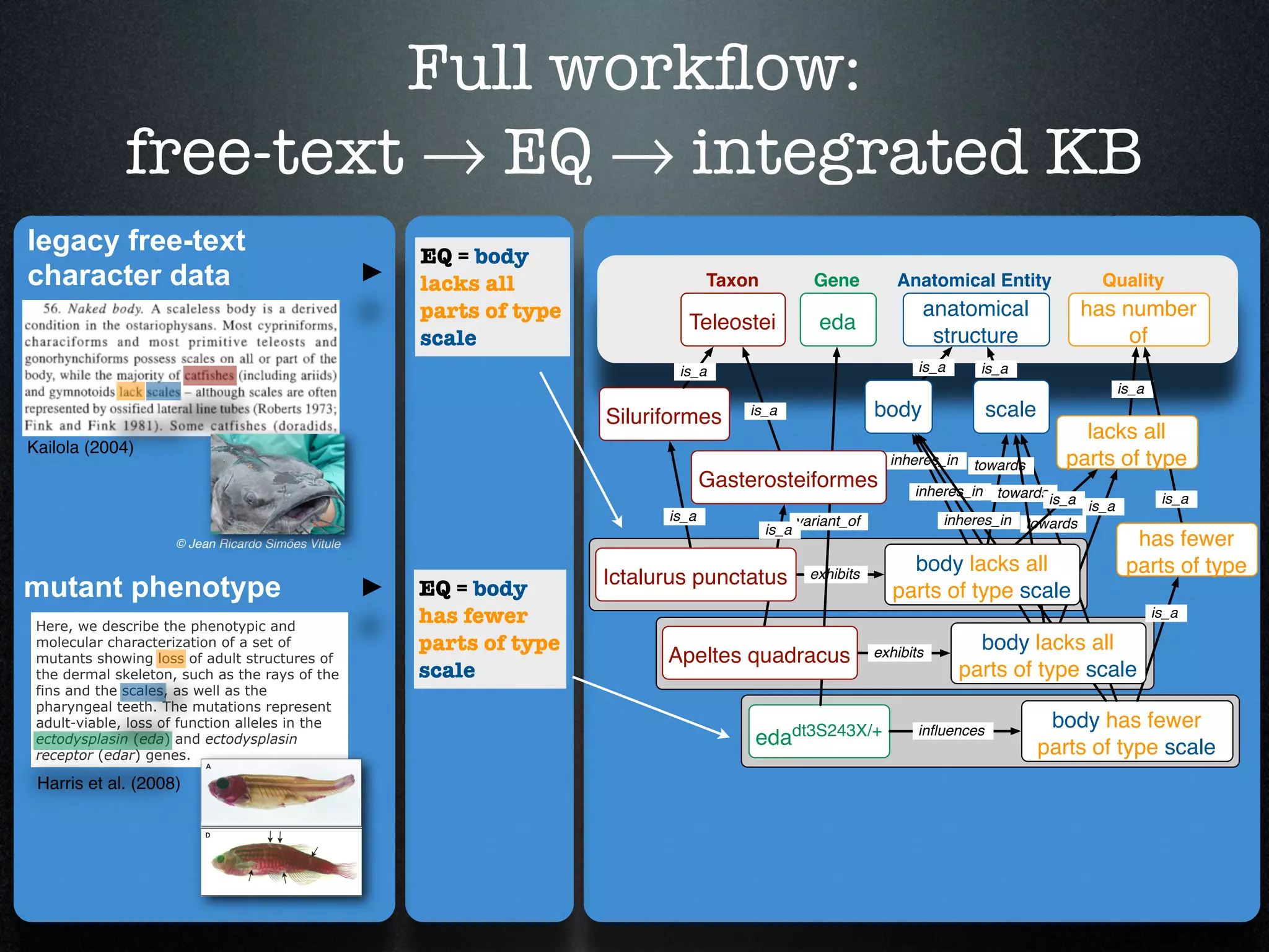 Full workﬂow:
              free-text → EQ → integrated KB
legacy free-text                                    EQ = body
character data                                      lacks all                    Taxon            Gene          Anatomical Entity             Quality
                                                    parts of type                                                   anatomical              has number
                                                                            Teleostei              eda
                                                    scale                                                            structure                   of
                                                                           is_a                                     is_a      is_a
                                                                                                                                                  is_a

                                                                    Siluriformes     is_a                    body               scale
                                                                                                                                             lacks all
Kailola (2004)
                                                                                                               inheres_in    towards       parts of type
                                                                                 Gasterosteiformes                 inheres_in towards
                                                                                                                                      is_a is_a           is_a
                                                                          is_a                  variant_of             inheres_in towards
                                                                                         is_a
                     © Jean Ricardo Simões Vitule                                                                                                   has fewer
                                                                                                                  body lacks all                   parts of type
                                                                    Ictalurus punctatus           exhibits
mutant phenotype                                    EQ = body                                                   parts of type scale
 Here, we describe the phenotypic and
                                                    has fewer                                                                                            is_a

 molecular characterization of a set of             parts of type                                                             body lacks all
 mutants showing loss of adult structures of                              Apeltes quadracus                  exhibits
 the dermal skeleton, such as the rays of the       scale                                                                   parts of type scale
 fins and the scales, as well as the
 pharyngeal teeth. The mutations represent
 adult-viable, loss of function alleles in the                                                                                           body has fewer
 ectodysplasin (eda) and ectodysplasin                                                edadt3S243X/+                 inﬂuences
                                                                                                                                        parts of type scale
 receptor (edar) genes.

 Harris et al. (2008)
 