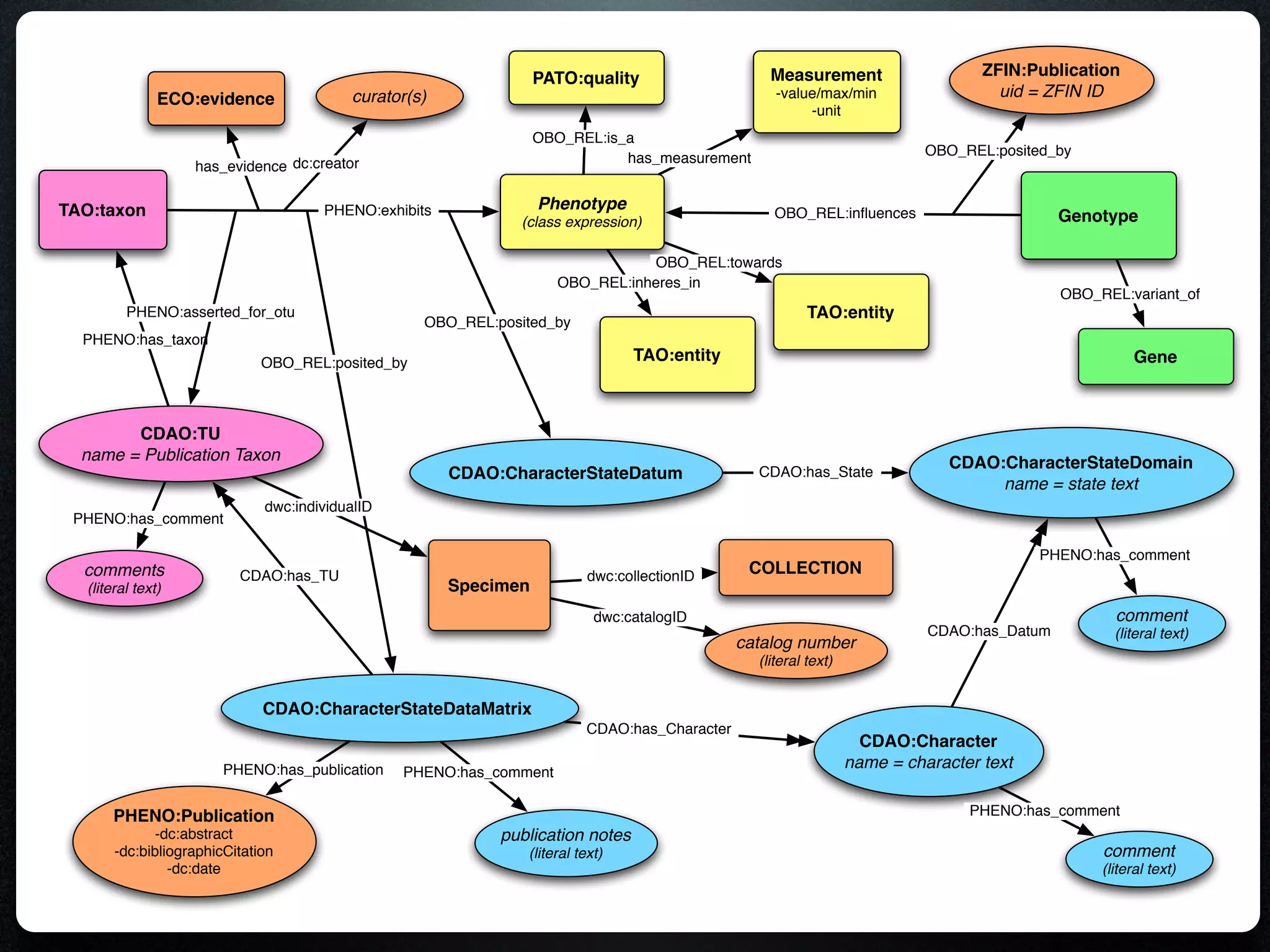PATO:quality                    Measurement                     ZFIN:Publication
               ECO:evidence               curator(s)                                               -value/max/min                   uid = ZFIN ID
                                                                                                        -unit
                                                                  OBO_REL:is_a
                                                                                                                           OBO_REL:posited_by
                                                                             has_measurement
                   has_evidence dc:creator

TAO:taxon                             PHENO:exhibits              Phenotype                       OBO_REL:inﬂuences
                                                              (class expression)                                                            Genotype

                                                                                OBO_REL:towards
                                                                     OBO_REL:inheres_in
                                                                                                                                            OBO_REL:variant_of
         PHENO:asserted_for_otu                                                                          TAO:entity
                                                   OBO_REL:posited_by
  PHENO:has_taxon
                              OBO_REL:posited_by                                TAO:entity                                                             Gene



        CDAO:TU
  name = Publication Taxon                                                                                                    CDAO:CharacterStateDomain
                                                       CDAO:CharacterStateDatum                 CDAO:has_State
                                                                                                                                   name = state text
                              dwc:individualID
 PHENO:has_comment

                                                                                                                                         PHENO:has_comment
  comments                CDAO:has_TU                                     dwc:collectionID     COLLECTION
  (literal text)                                       Specimen
                                                                           dwc:catalogID                                                           comment
                                                                                                                           CDAO:has_Datum          (literal text)
                                                                                              catalog number
                                                                                                (literal text)


                              CDAO:CharacterStateDataMatrix
                                                                         CDAO:has_Character
                                                                                                                   CDAO:Character
                        PHENO:has_publication                                                                    name = character text
                                                 PHENO:has_comment

      PHENO:Publication                                                                                                         PHENO:has_comment
              -dc:abstract                                  publication notes
       -dc:bibliographicCitation                               (literal text)                                                                    comment
                -dc:date                                                                                                                         (literal text)
 