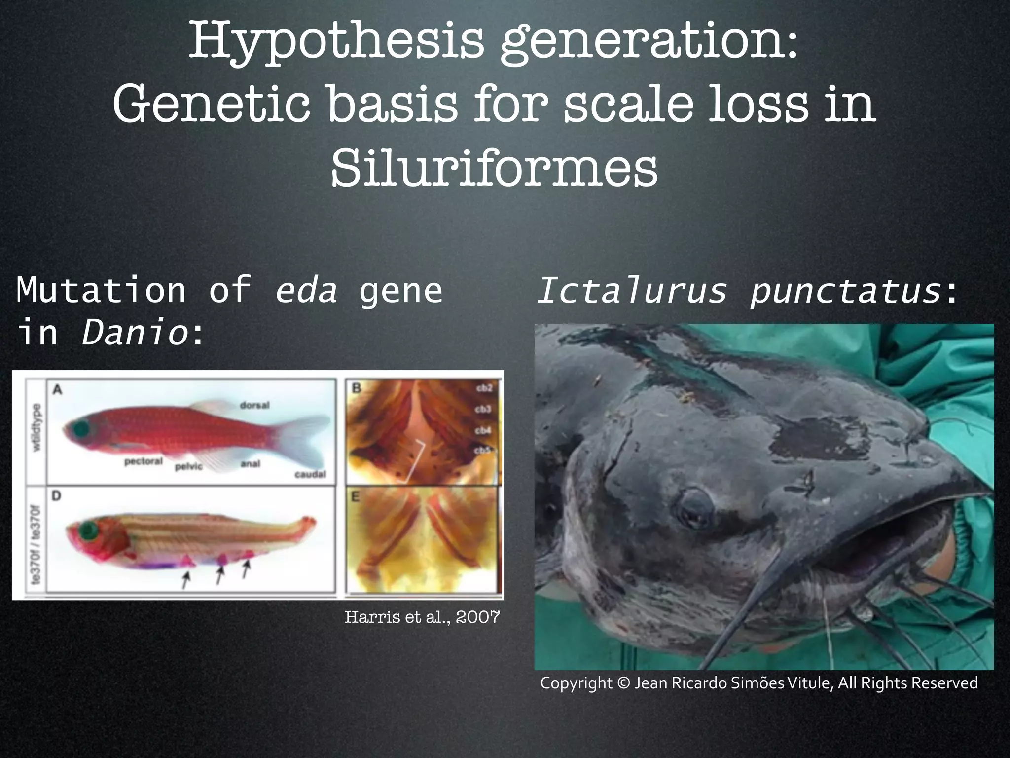Hypothesis generation:
    Genetic basis for scale loss in
            Siluriformes

Mutation of eda gene                 Ictalurus punctatus:
in Danio:




               Harris et al., 2007


                                     Copyright	
  ©	
  Jean	
  Ricardo	
  Simões	
  Vitule,	
  All	
  Rights	
  Reserved
 